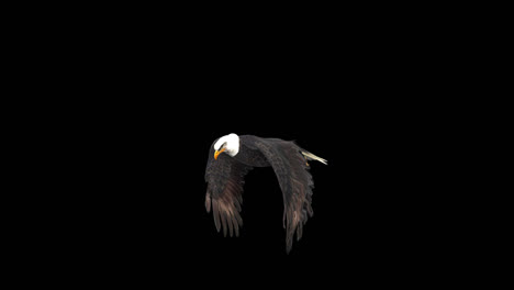 american bald eagle in flight with alpha channel