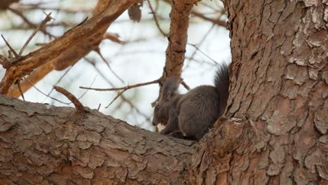 Eurasisches-Graues-Eichhörnchen-Auf-Kiefernstamm,-Das-Reiskuchen-Oder-Tteok-Im-Yangjae-wald-In-Seoul-Isst