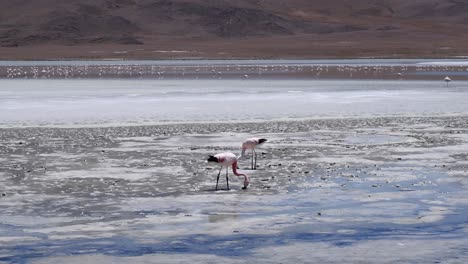 Dos-Flamencos-Buscan-Comida-En-El-Barro-Salado-De-Laguna-Colorada,-Bolivia.