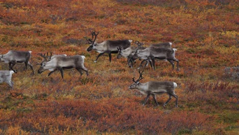 a herd of reindeer on the move through the autumn tundra