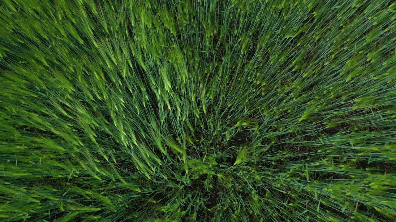 Green wheat field. Top down view of field of young green wheat