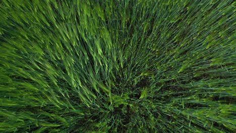 green wheat field. top down view of field of young green wheat