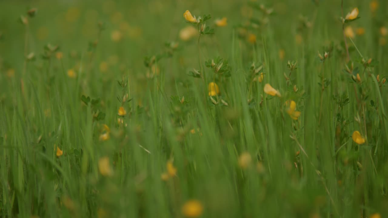 campo de la vibrante naturaleza india, una cámara estable captura algunas flores amarillas oscilando suavemente, ubicadas en medio de la alta y exuberante hierba verde