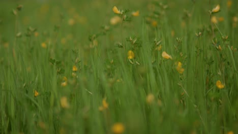 Field-of-vibrant-Indian-nature,-a-stable-camera-captures-some-yellow-flowers-sway-gently,-nestled-amidst-the-tall,-lush-green-grass