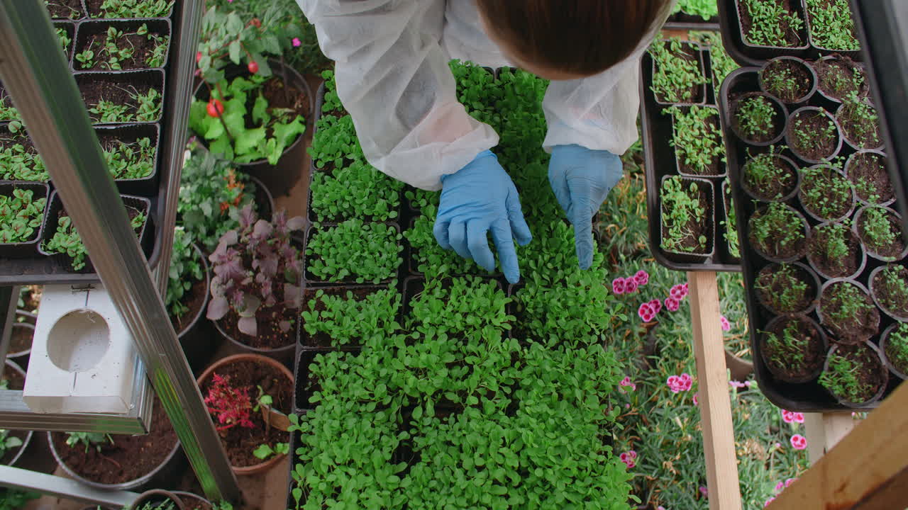 Woman tending to seedlings in a greenhouse