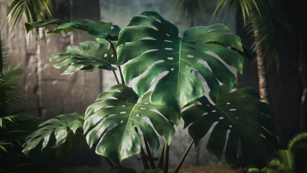 Kamera se oddaluje a klesá, ukazuje rostlinu Monstera, jak se houpe u opotřebované zdi, kmen palmy, mlha.
