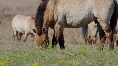 Grupo-De-Caballos-Przewalski-Salvajes-Pastando-Y-De-Pie-En-La-Pradera