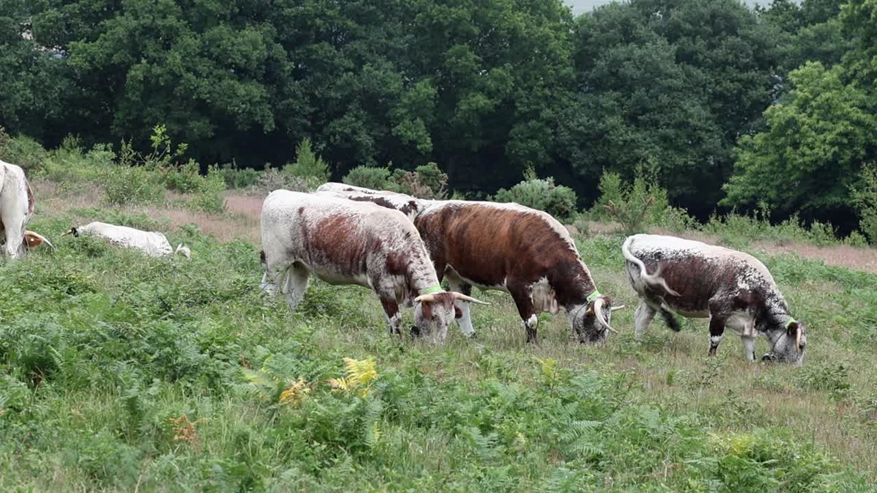 Una piccola mandria di bovini Longhorn al pascolo a Kinver Edge. Estate. Staffordshire. Inghilterra. Regno Unito. 2025