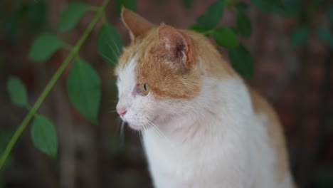 close-up of cat sitting on the ground