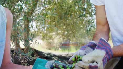 Smiling-couple-holding-harvested-olives-in-farm-4k