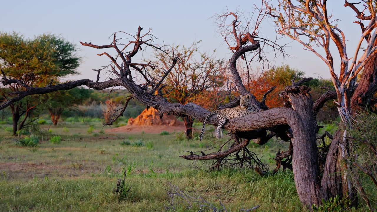 Leopard resting on tree branch in the savanna at sunrise