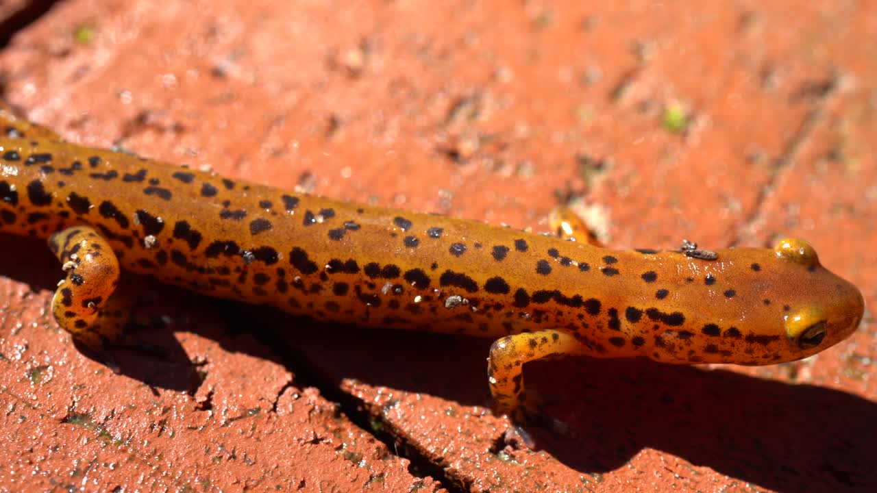 Spotted Orange Salamander