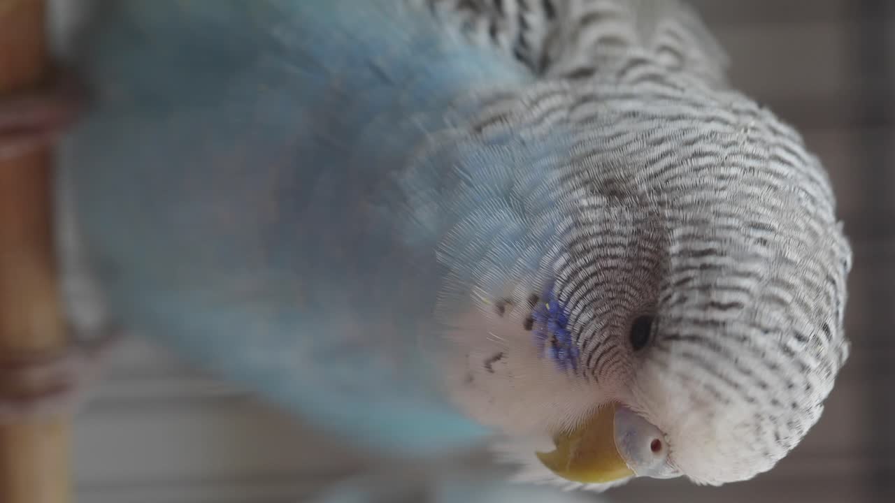 un primer plano de un periquito