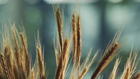 Sanfter-Wind-Bewegt-Langsam-Den-Weizen-In-Einem-Schönen-Hintergrund