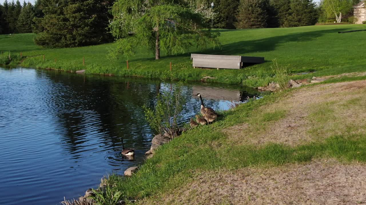 여름에 연못으로 향하는 캐나다 거위의 추적 샷, 와이드 샷