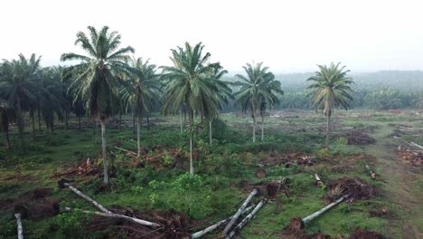 Aerial-view-of-oil-palm-plantation-to-be-cleared.