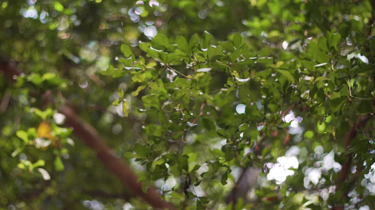 hermosa planta verde filmada de mano en 4k en la selva tropical en la academia de ciencias en san francisco california