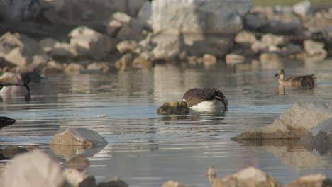 scenic view of canada geese in a pond with rocks in wildlife park