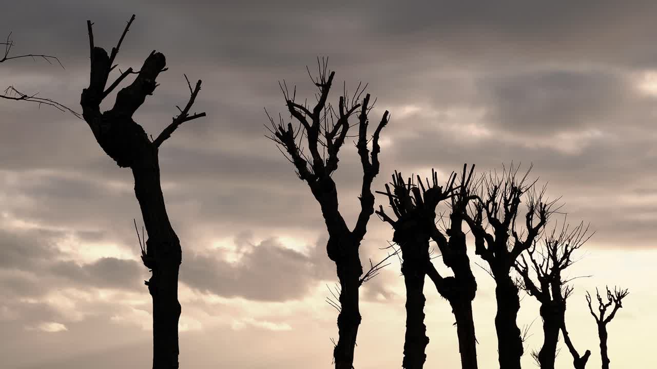 Naked tree branches silhouette against the dynamic motion of moving clouds, creating an artsy and moody concept. Time-lapse.