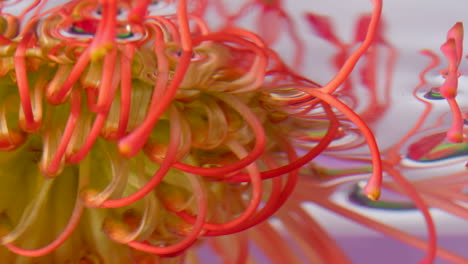 close-up of a pincushion protea flower submerged in water