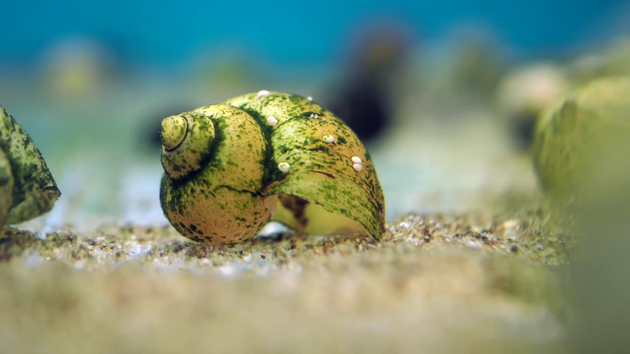 Close-up of Aquatic Snails
