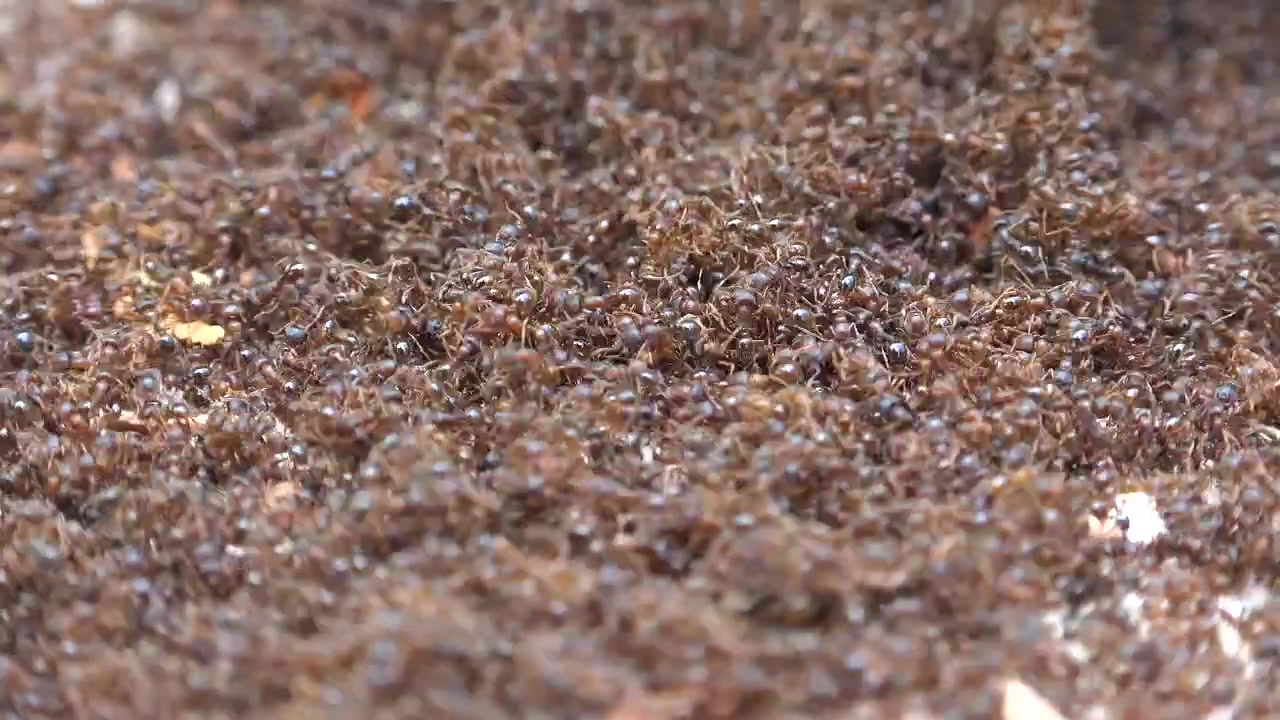 Grote mierenkolonie krioelend op de grond