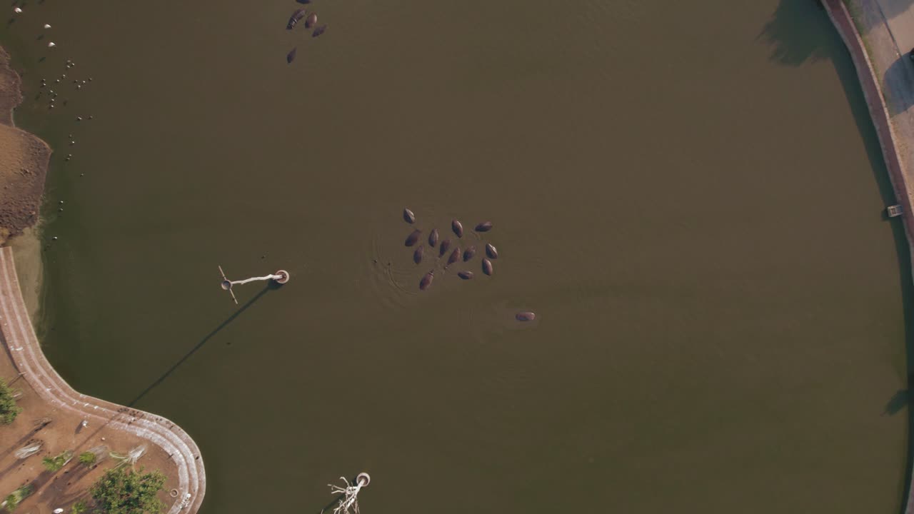 grupo de hipopótamos en un estanque - de arriba hacia abajo levantándose - safari ramat gan israel #003