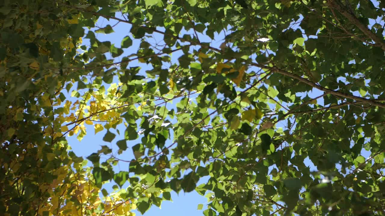 맑은 날에 흔들리는 녹색 나무 잎 사이로 맑고 푸른 하늘