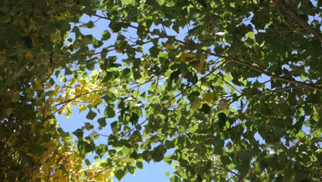 Cielo-Azul-Claro-A-Través-De-Hojas-De-árboles-Verdes-Que-Se-Balancean-En-Un-Día-Soleado