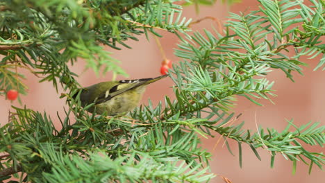 goldcrest bird forages on spruce branches close-up