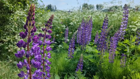 purple wildflowers lupines growing in wild meadow in summer