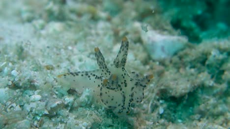 黑色斑點的太平洋<unk> (pikachu nudibranch) 在海流中搖<unk>