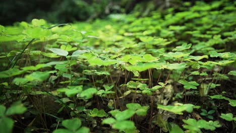 una jungla en américa del sur
