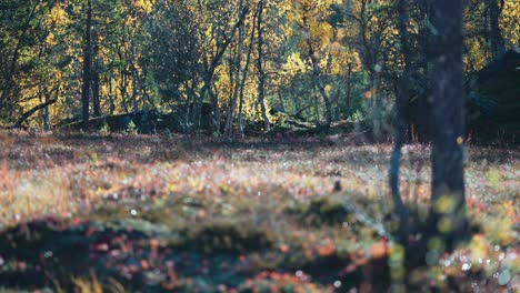 a peaceful autumn forest bathed in sunlight, with golden leaves and soft undergrowth