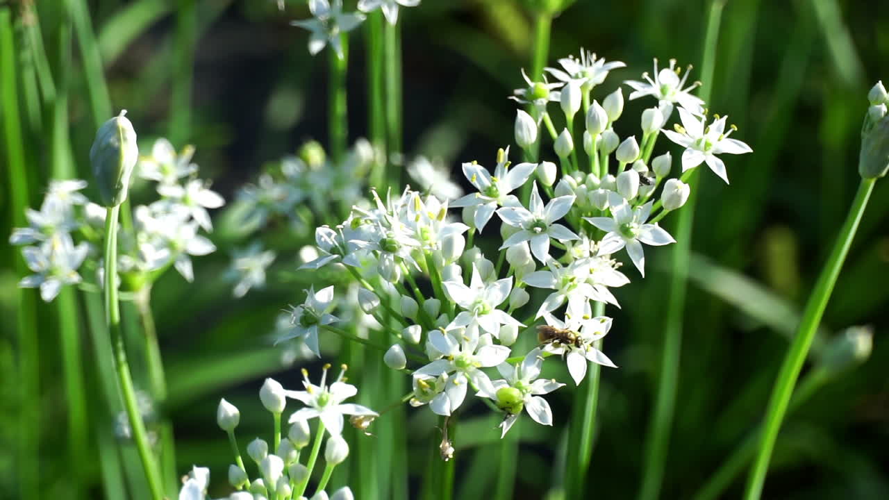 insectos polinizadores se arrastran sobre flores de cebollino blanco