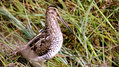 macro shot of african common snipe in wild nature , unique species of birds