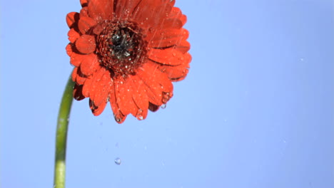 Gerbera-Naranja-Regada-En-Cámara-Súper-Lenta-