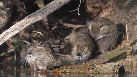 slow motion shot of a family of nutria cleaning themselves by the riverside