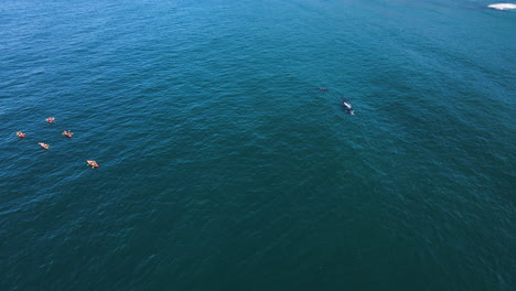 los kayakistas reman cerca de dos ballenas cerca de la costa rocosa - toma aérea