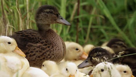 ducklings and baby chickens