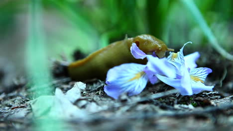 Eine-Bananenschnecke-Frisst-Eine-Blume