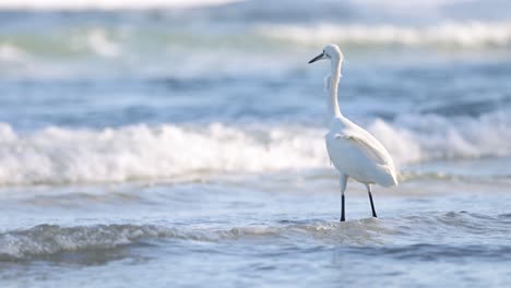 egret walking, waves crashing in ocean backdrop