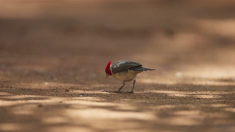 red-crested cardinal foraging on ground in maui, hawaii, close up