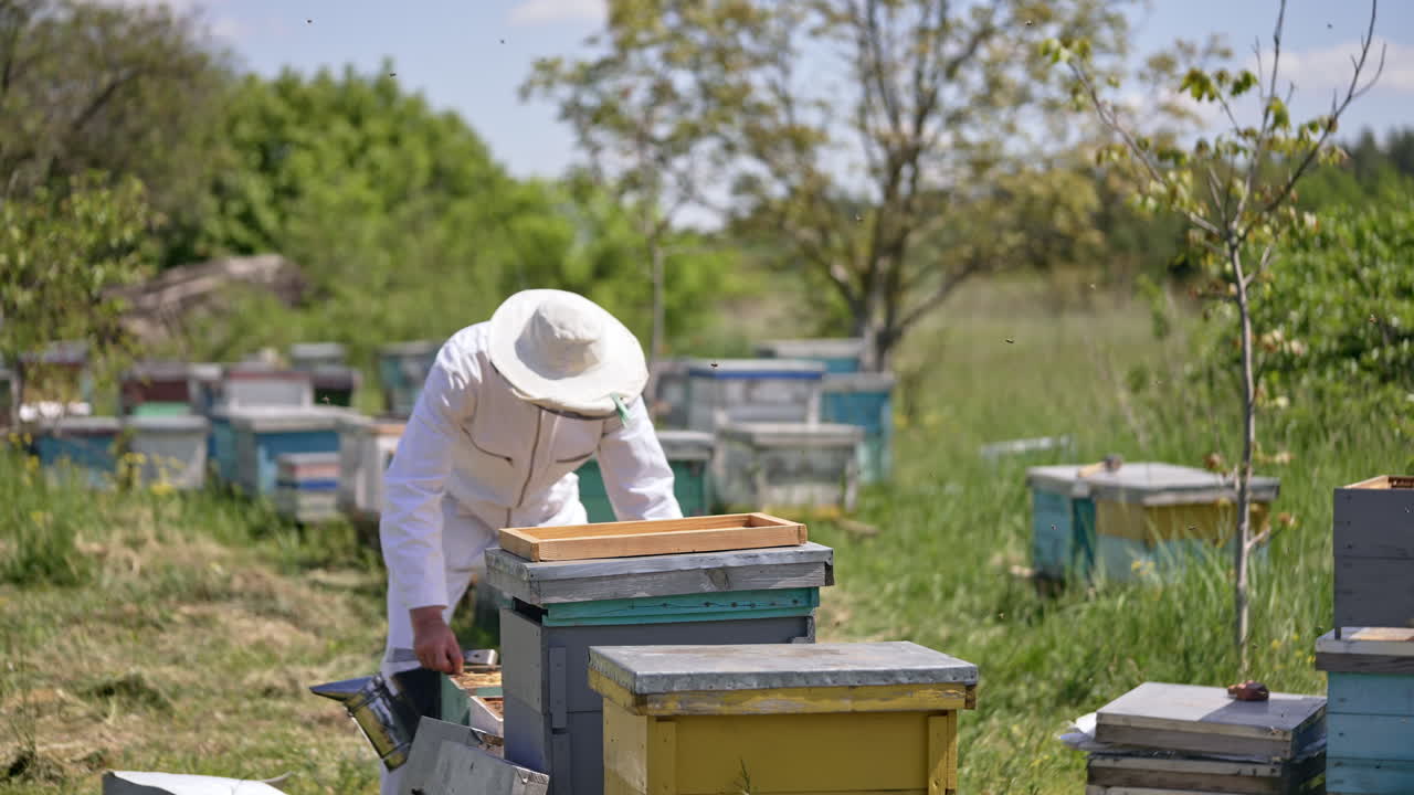 Apiculturist in white protective outfit bends over the hive. Man pulls a honey frame from hive, raises it and watches carefully.