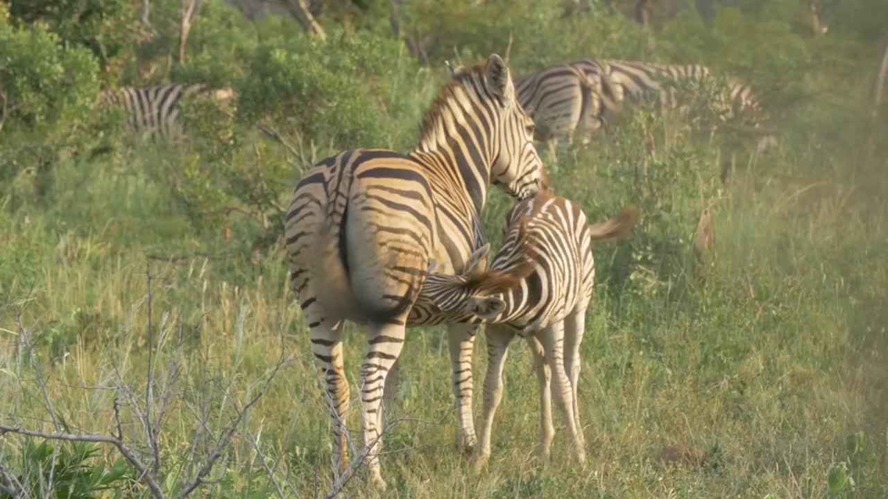 Inquadratura ampia di una zebra femmina che allatta il suo cucciolo nel cuore della savana africana, con altre zebre sullo sfondo.
