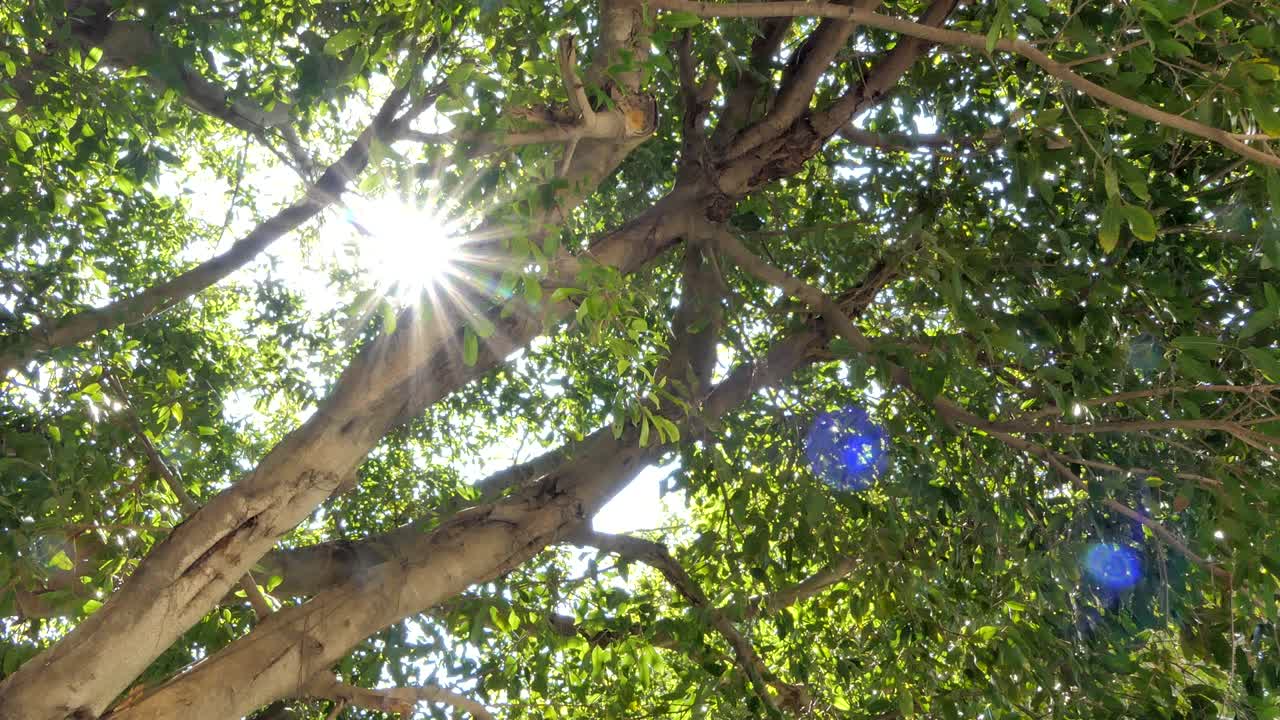 나무들을 고 가는 빛