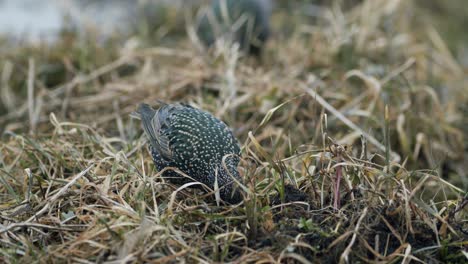 common starling looking for food in grass and taking bath in water puddle