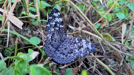 Escena-De-Rara-Mariposa-Gris-Y-Negra-Moviendo-Sus-Alas-En-Efecto-Mariposa-De-Vegetación-Verde