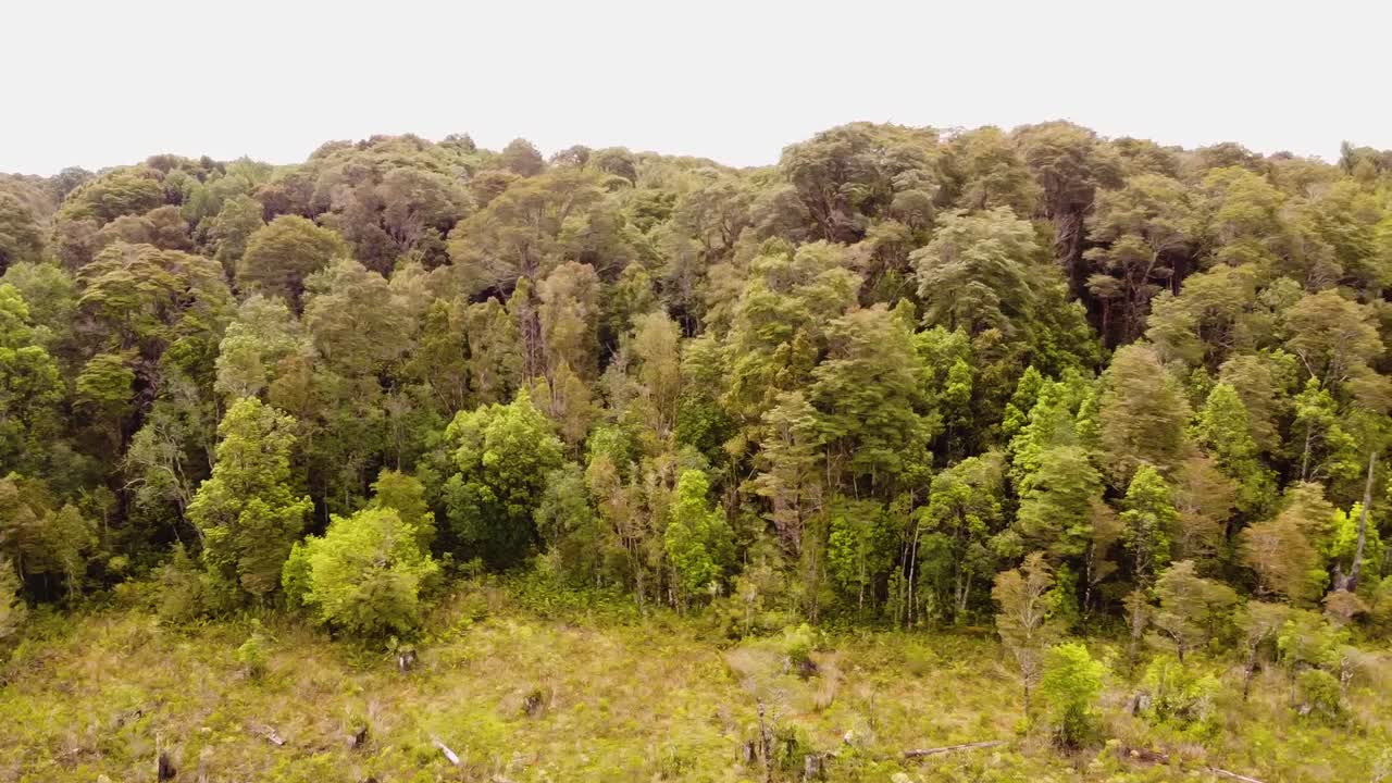 vista aérea de un bosque en la patagonia