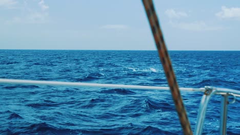 escuela de atún saltando fuera del agua en una bola de cebo, curacao